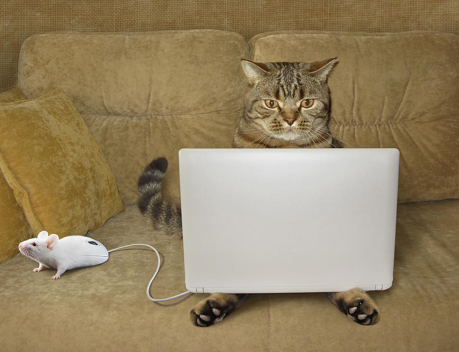 cat-hacker